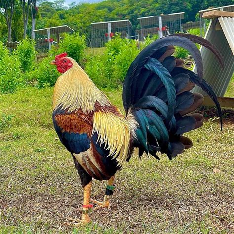 breeds of roosters for fighting